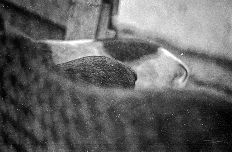Andu Simion Photography presents ZOO MANIA series - analog and digital photos