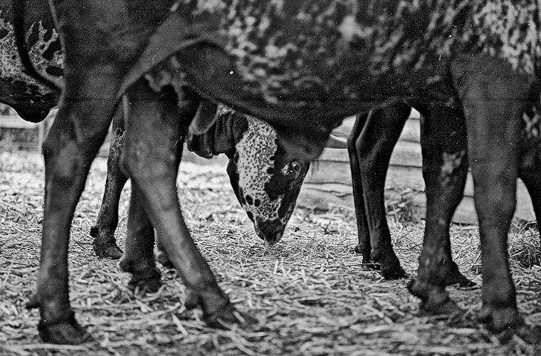 Andu Simion Photography presents ZOO MANIA series - analog and digital photos