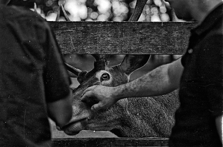 Andu Simion Photography presents ZOO MANIA series - analog and digital photos