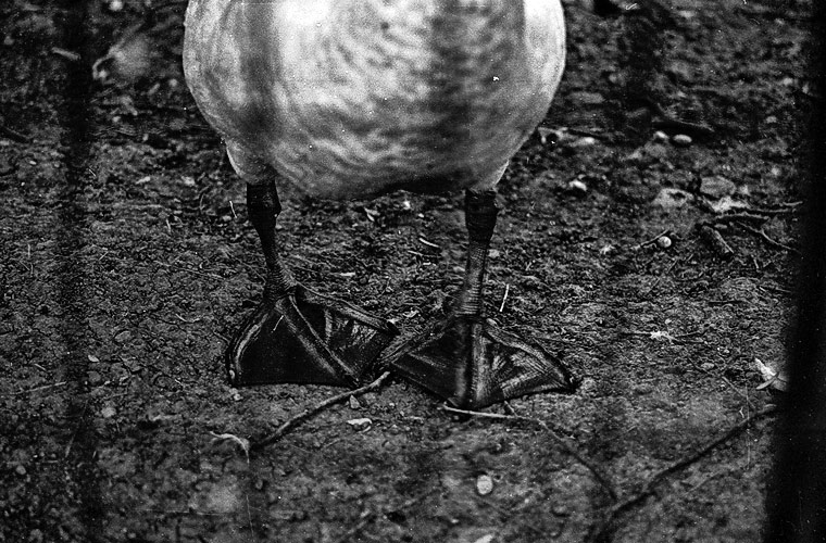 Andu Simion Photography presents ZOO MANIA series - analog and digital photos