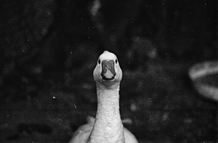 Andu Simion Photography presents ZOO MANIA series - analog and digital photos