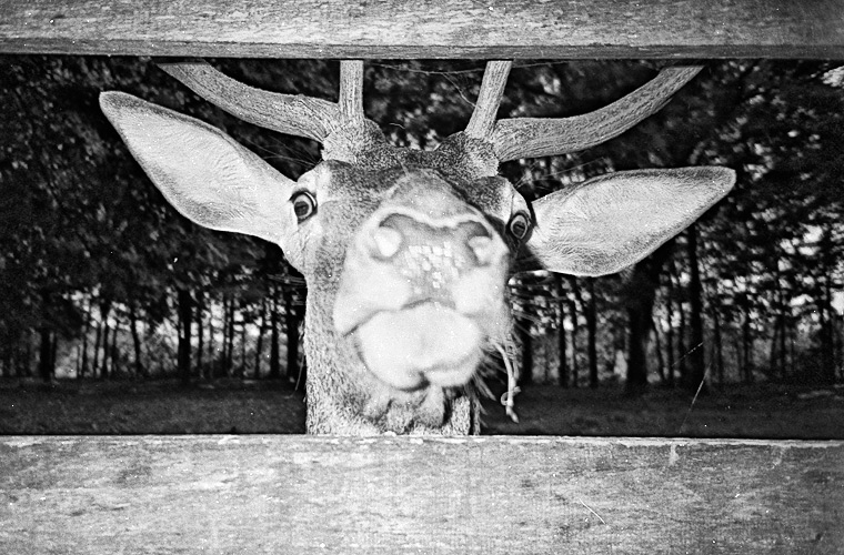 Andu Simion Photography presents ZOO MANIA series - analog and digital photos