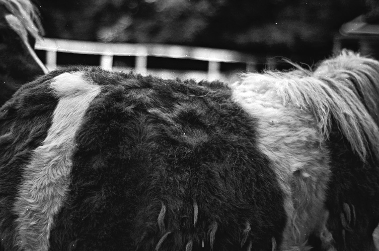 Andu Simion Photography presents ZOO MANIA series - analog and digital photos