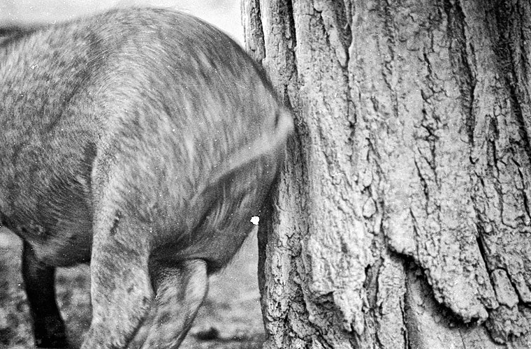 Andu Simion Photography presents ZOO MANIA series - analog and digital photos